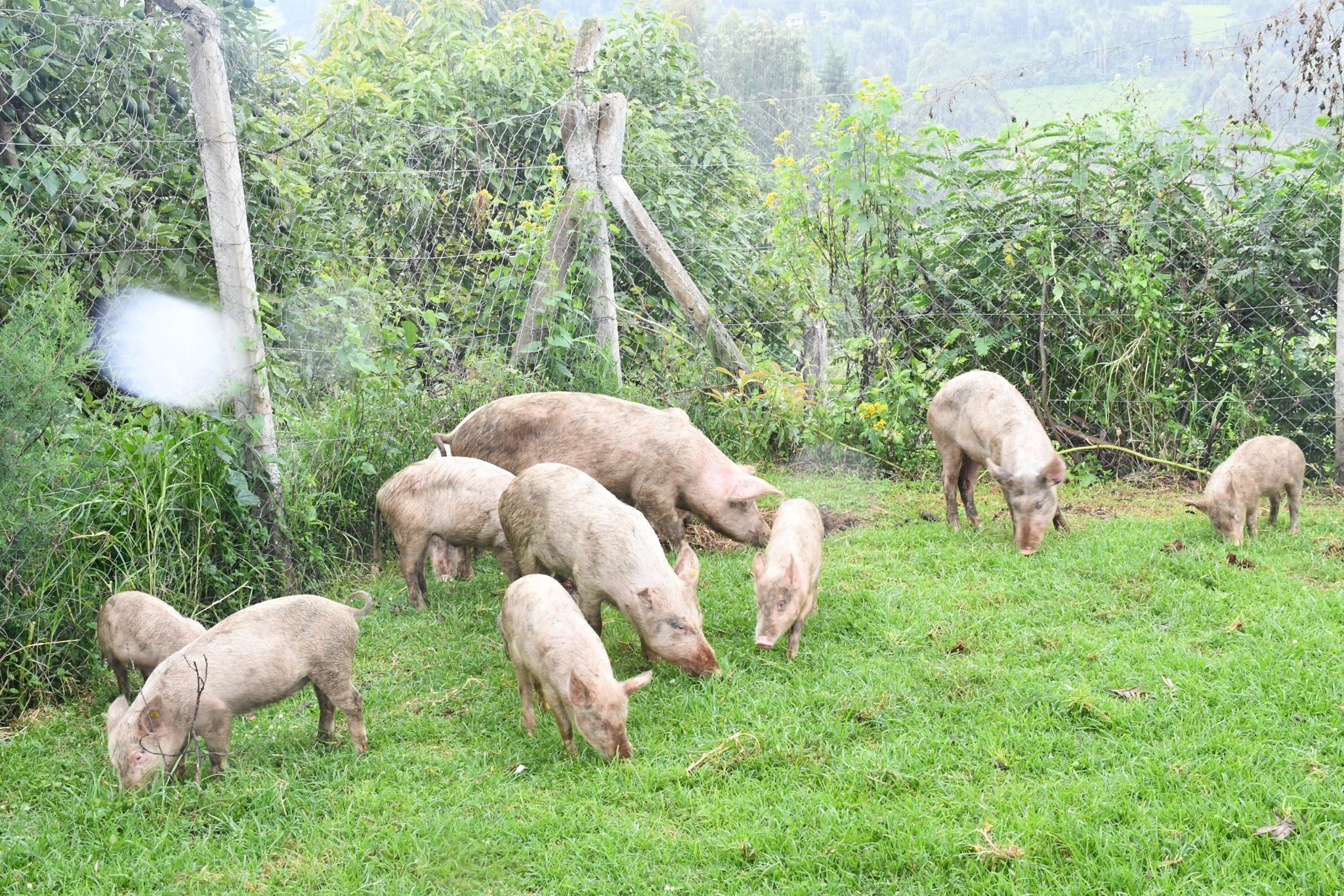 Agricultural Diversification Advocacy